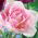 Tulipa Angelique - paquete de 5 piezas