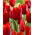 Tulipa Bastogne - Tulip Bastogne - 5 bulbs