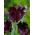 Tulipano Black Parrot - pacchetto di 5 pezzi - Tulipa Black Parrot