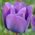 Tulipa Blue Aimable - paquete de 5 piezas