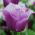 Tulipa Blue Heron - Tulip Blue Heron - 5 bulbs