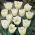 Tulipa Cheers - Tulip Cheers - 5 bulbs