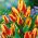 Tulipa Colour Spectacle - Tulpe Colour Spectacle - 5 Zwiebeln