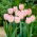 Tulipán Douglas Baader - csomag 5 darab - Tulipa Douglas Baader