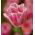 Tulipa Fancy Frills - Tulip Fancy Frills - 5 soğan