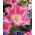 Tulipa Fancy Frills - Tulip Fancy Frills - 5 soğan