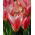Tulipa Fashion - Tulip Fashion - 5 bulbs