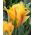 Tulipa Golden Artist - Tulip Golden Artist - 5 bulbs