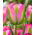 Tulipa Groenland - Tulip Groenland - 5 bulbs