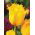 Tulipa Hamilton - Tulip Hamilton - 5 bulbs