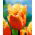 Tulipan Lambada - pakke med 5 stk - Tulipa Lambada