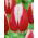 Tulipa Leen van der Mark - Tulip Leen van der Mark - 5 bulbs