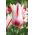 郁金香玛丽莲 - 郁金香玛丽莲 -  5个洋葱 - Tulipa Marilyn