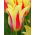 Tulipa Mona Lisa  - 郁金香蒙娜丽莎 -  5个洋葱