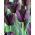 Tulipa Queen of Night - paquete de 5 piezas