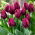 Tulipan Recreado - pakke med 5 stk - Tulipa Recreado