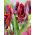 Tulipano Rococo - pacchetto di 5 pezzi - Tulipa Rococo