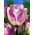 Tulipa Shirley - Tulipán Shirley - 5 květinové cibule