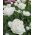 Tulipa Mount Tacoma – Tulpe Mount Tacoma - 5 Zwiebeln