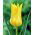 Tulipa West Point - Tulip West Point - 5 bulbs