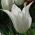 Tulp White Wings - pakket van 5 stuks - Tulipa White Wings