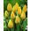 Tulipa Yokohama - Tulip Yokohama - 5 bulbs
