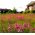 Sticky Catchfly - Lychnis viscaria - Vibrant Pink Showstopper - Fresh Seeds