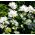 Vita Clustered Bellflower frön - Campanula glomerata alba - 2000 frön