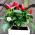 Semi di pepe ornamentale - Capsicum annuum - 40 semi - Capsicum annum L.