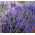 Katteurt - Nepeta mussinii - Duftende blomster, elsket af katte - Friske frø