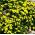 Semillas de la hierba de Whitlow amarillo - Draba sp. - 102 semillas - Draba aizoides