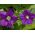 Miroir de Vénus - Legousia speculum - Fleurs violettes vibrantes pour jardins d’été - Graines fraîches