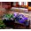 بذور بتونيا الترا بلو - بتونيا x hybrida grandiflora - 80 بذرة - Petunia x hybrida  - ابذرة