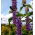 Hyssop तिरंगा तीनों बीज - Hyssopus officinalis - 100 बीज - 