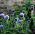 Globe Thistle - Echinops ritro - Striking Steel Blue Perennial Spheres - Fresh Seeds