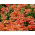 Nemesia Orange Prince mag - Nemesia strumosa - 1000 mag - magok