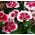 Dianthus Merry-Go-Round seeds - Dianthus chinensis - 330 seeds