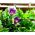Glockenrebe Blaue - Cobaea scandens - 7 Samen