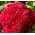 Lav Celosia cristata, Hanekam - Celosia argentea var. cristata nana - Fløjlsblød pragt, langvarige farver - Friske frø