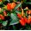 Semi di pepe ornamentale - Capsicum annuum - 40 semi - Capsicum annum L.