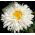 Crazy Daisy, hạt Snowdrift - hoa cúc tối đa fl.pl - 160 hạt - Chrysanthemum maximum fl. pl. Crazy Daisy