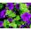 بذور بتونيا الترا بلو - بتونيا x hybrida grandiflora - 80 بذرة - Petunia x hybrida  - ابذرة