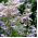 Hạt giống lưu ly - Borago officinalis - 120 hạt