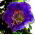Glockenrebe Blaue - Cobaea scandens - 7 Samen