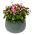 Catalina Pink Torenia, semi di Wishbone Flower - Torenia fournieri