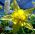 Guldakleja - Aquilegia chrysantha - Strålande sommarblommor, ren gyllene elegans - Färska frön