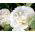Fylld stockros - vit - Alcea rosea - Jättestora rena vita skönheter - Färska frön