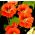 Садові Настурція мікс насіння - Tropaeolum majus - 40 насінин - Tropaelum majus