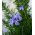 Rozemarijn - 80 zaden - Rosmarinus officinalis