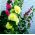 Hollyhock - Yellow - Alcea rosea - Sky-High Yellow Beauty, Ideal for Rustic Gardens - Fresh Seeds